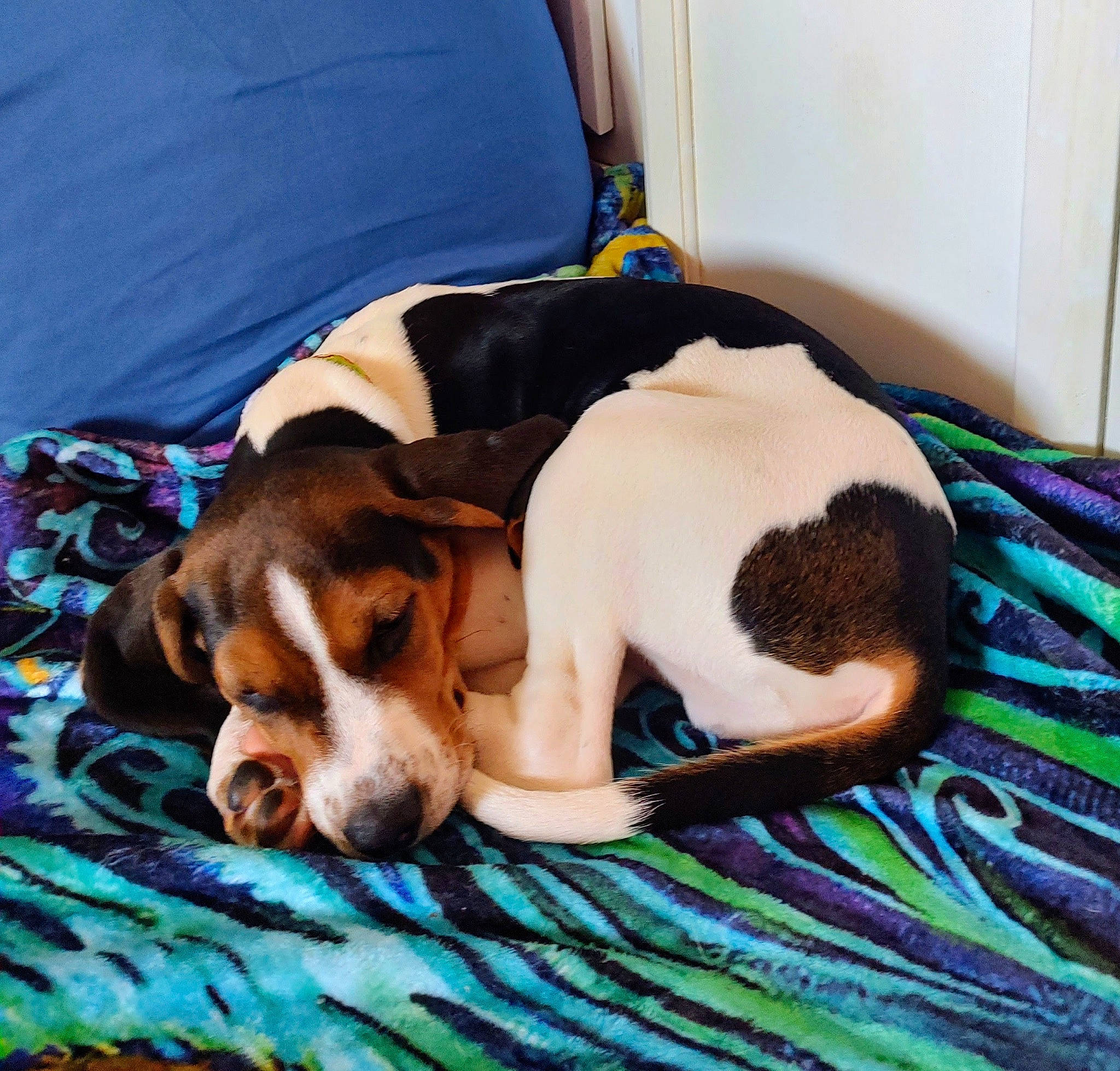 Bennington Jett is registered to the contest to win money with this photo: beagle_harrier, beaglier, canidae, carnivore, comfort, companion_dog, dog, dog_breed, dog_supply, fawn, finnish_hound, fur, hound, liver, nap, scent_hound, snout, sporting_group, toy, working_animal