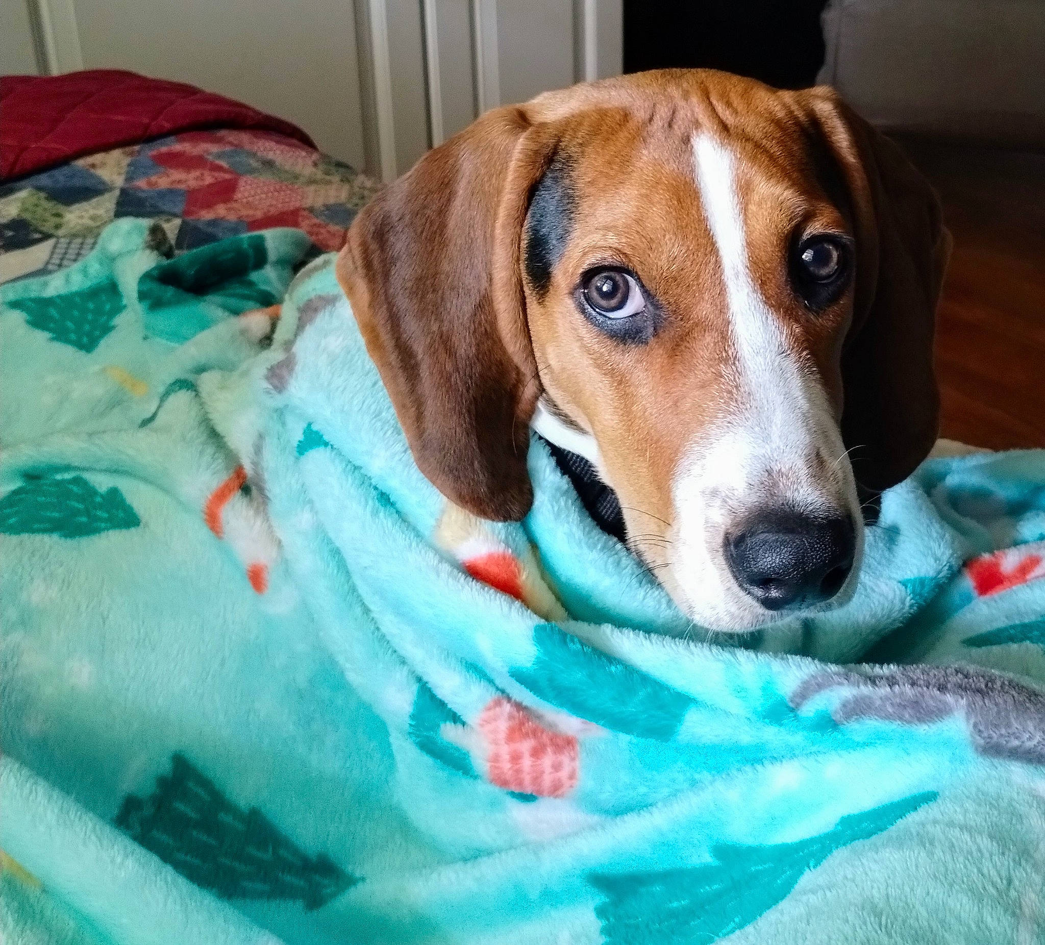 Bennington Jett is registered to the contest to win money with this photo: beaglier, canidae, carnivore, comfort, companion_dog, dog, dog_bed, dog_breed, dog_supply, fawn, hound, pet_supply, snout, sporting_group, whiskers