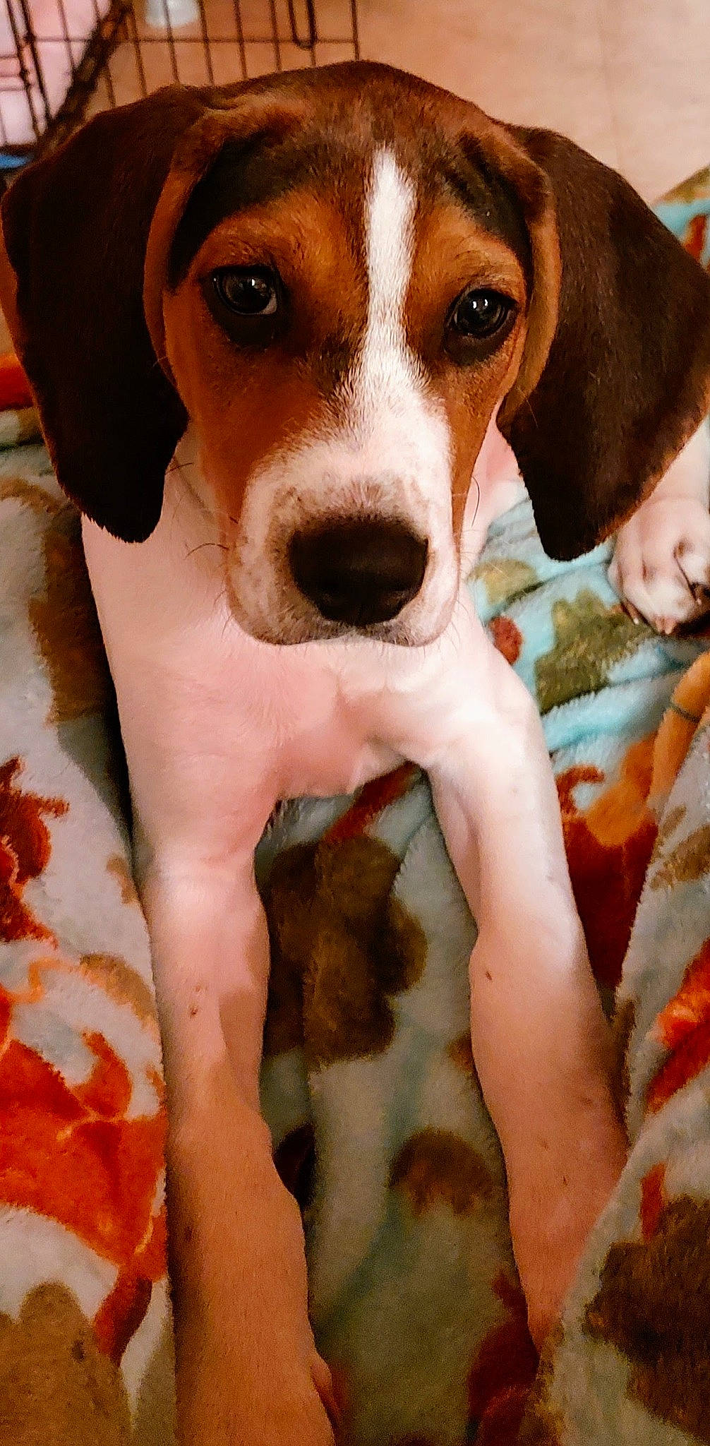 Bennington Jett is registered to the contest to win money with this photo: beagle, canidae, carnivore, companion_dog, dog, dog_breed, dog_collar, fawn, finnish_hound, fur, hound, hunting_dog, liver, photography, scent_hound, snout, sporting_group, water, whiskers, working_animal