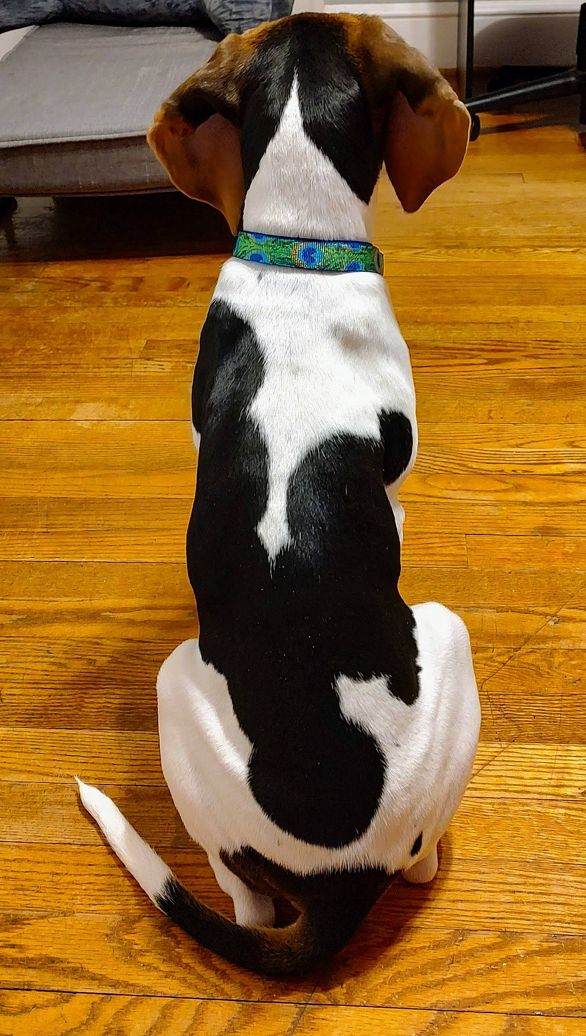 Bennington Jett joined the competition — help win amazing prizes! carnivore, collar, comfort, companion_dog, dog, dog_breed, dog_collar, dog_supply, fawn, flooring, fur, hardwood, kitchen_utensil, pet_supply, snout, sporting_group, tail, varnish, wood, working_animal