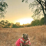 London is registered to the contest to win money with this photo: bulldog, dog, pink_tutu, costume, outdoor, field, dry_grass, sunset, trees, nature, animal, pet, cute, portrait, mammal, brown, white, grass, sky, scenic