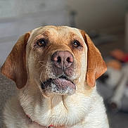 Goldie joined the competition — help win amazing prizes! dog, labrador_retriever, pet, animal, close_up, collar, fur, portrait, indoor, canine, mammal, face, ears, nose, whiskers, brown_eyes, domestic_animal, companion, cute, friendly