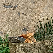 Salvador a rejoint le concours — aidez-le/la à gagner de superbes lots ! animal, cat, curious, feline, fur, greenery, leaf, nature, orange_tabby, outdoor, paw, peaceful, plant, quiet, resting, rock, small_plant, stone, texture, wall