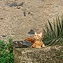 Salvador a rejoint le concours — aidez-le/la à gagner de superbes lots ! animal, cat, curious, daylight, feline, greenery, leaf, mammal, moss, nature, orange_tabby, outdoor, pet, plant, quiet, relaxed, resting, stone, texture, wall