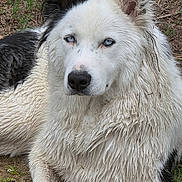 Vianna a rejoint le concours — aidez-le/la à gagner de superbes lots ! dog, animal, outdoor, grass, dirt, black_and_white, fur, pet, canine, blue_eyes, lying_down, close_up, nature, mammal, portrait, wet_fur, ears, nose, snout, relaxed