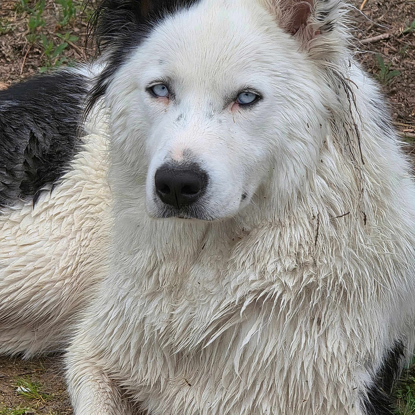 Vianna a rejoint le concours — aidez-le/la à gagner de superbes lots ! animal, black_and_white, blue_eyes, canine, close_up, dirt, dog, ears, fur, grass, lying_down, mammal, nature, nose, outdoor, pet, portrait, relaxed, snout, wet_fur