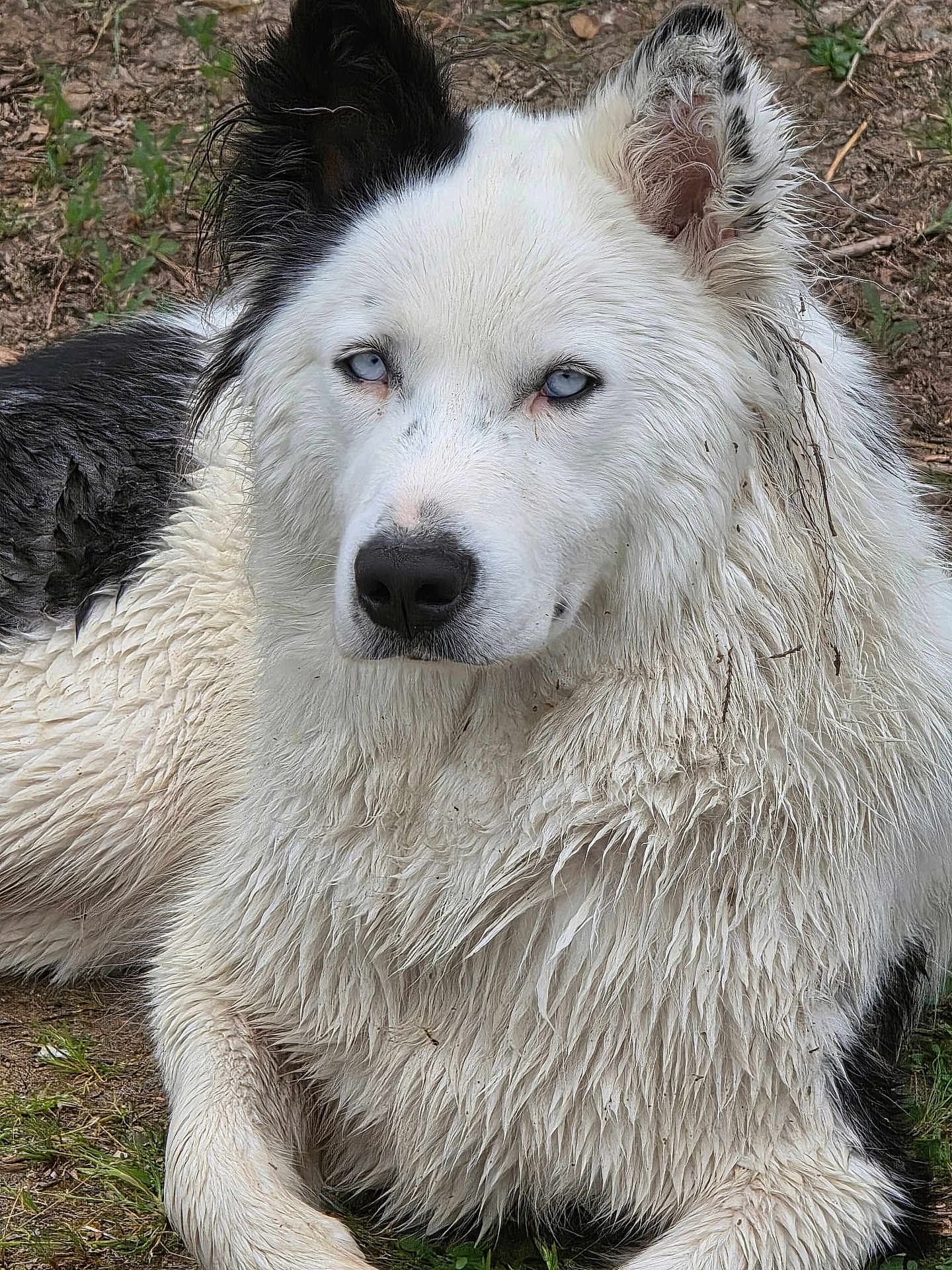 Vianna a rejoint le concours — aidez-le/la à gagner de superbes lots ! dog, animal, outdoor, grass, dirt, black_and_white, fur, pet, canine, blue_eyes, lying_down, close_up, nature, mammal, portrait, wet_fur, ears, nose, snout, relaxed