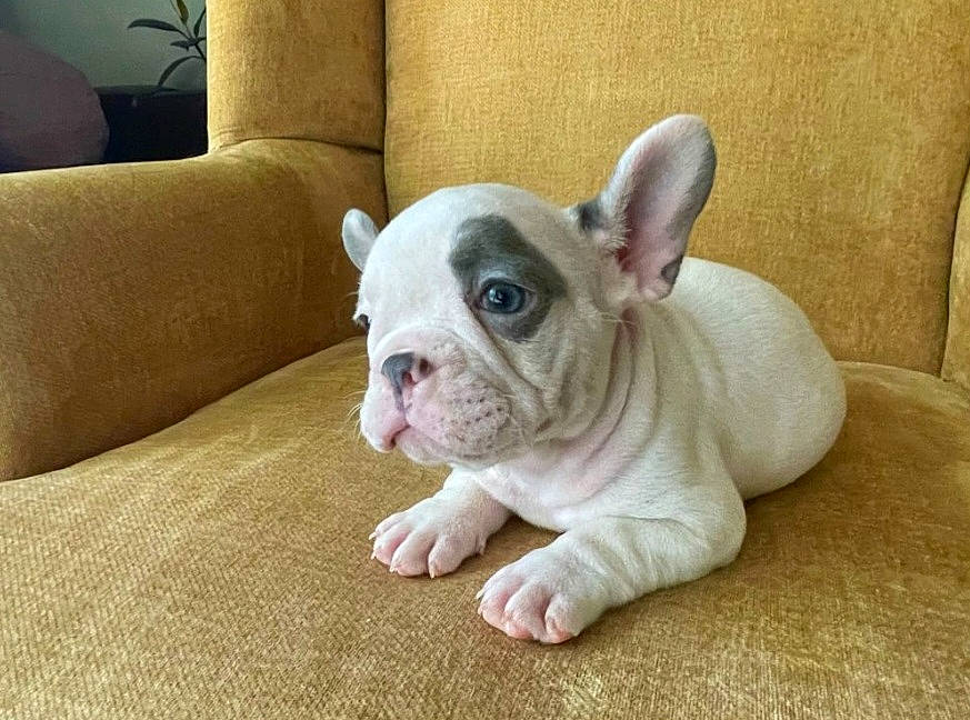 Nacho is registered to the contest to win money with this photo: bulldog, canidae, carnivore, comfort, companion_dog, couch, dog, dog_breed, ear, fawn, fur, non_sporting_group, sleeper_chair, snout, sporting_group, terrestrial_animal, toy_dog, whiskers, working_animal, wrinkle