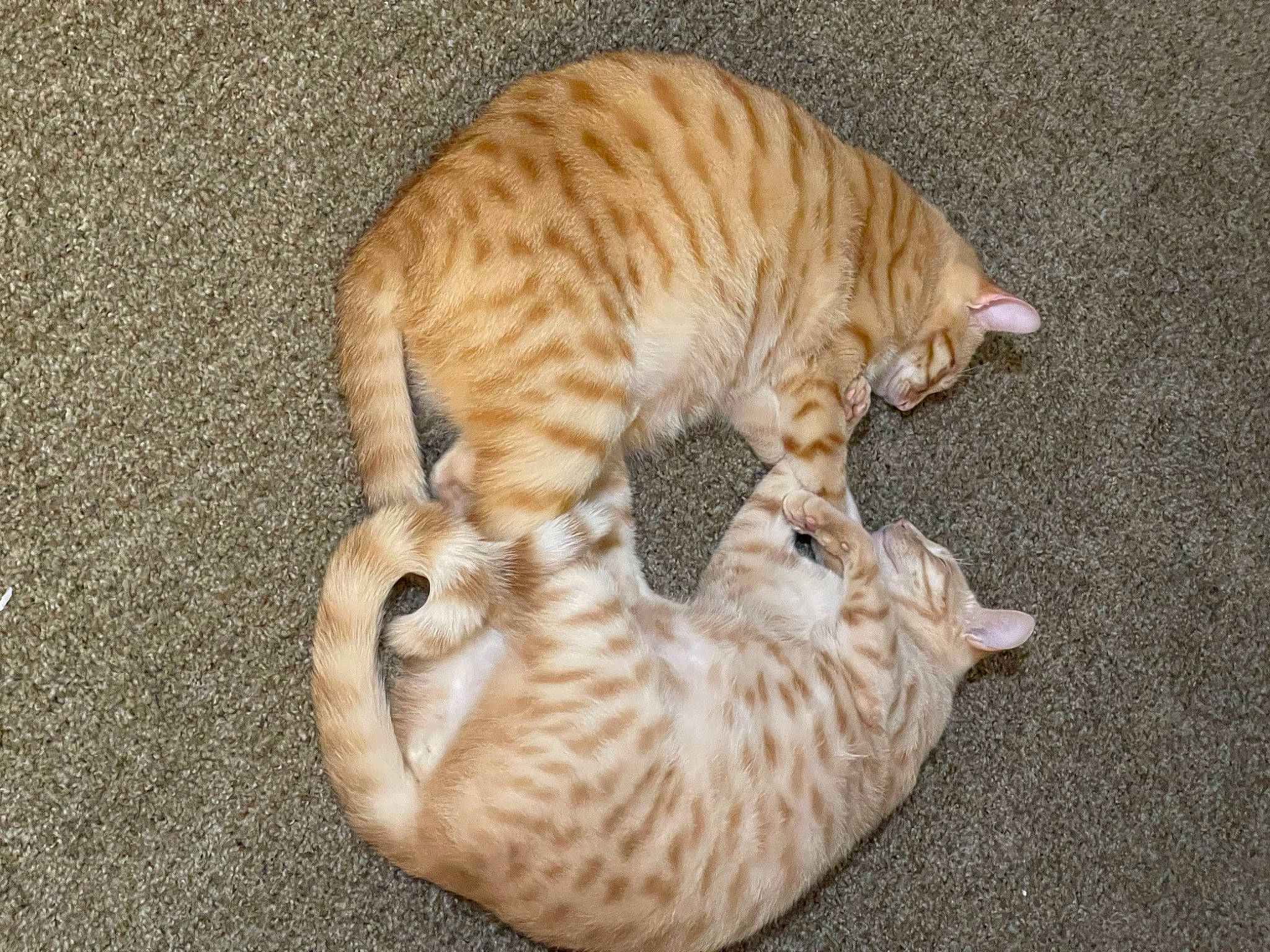 Rusty And Dusty is registered to the contest to win money with this photo: beige, brown, carnivore, cat, cat_bed, comfort, fawn, felidae, fur, small_to_medium_sized_cats, tail, terrestrial_animal, whiskers, wood