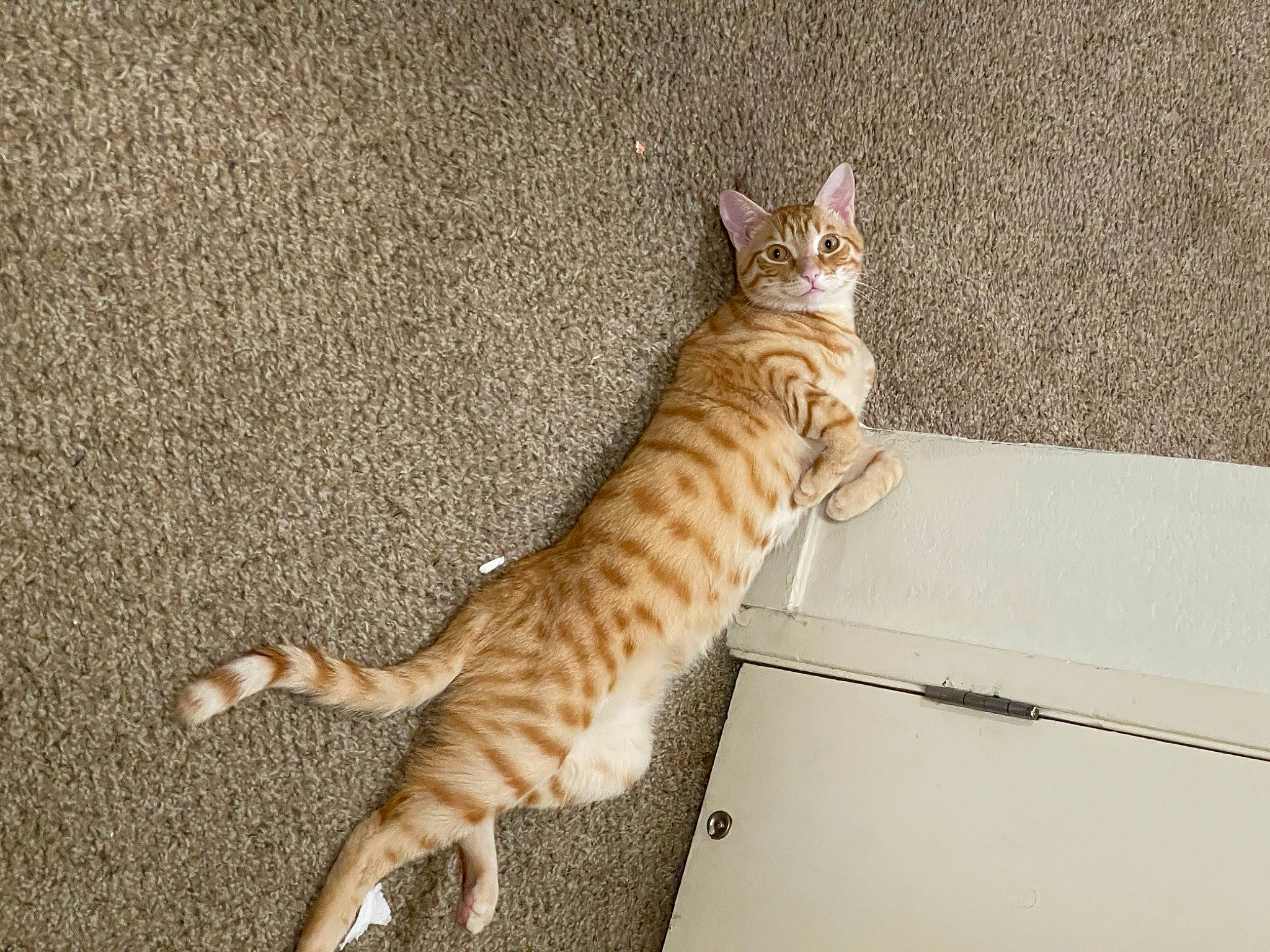 Rusty And Dusty is registered to the contest to win money with this photo: carnivore, cat, comfort, domestic_short_haired_cat, fawn, felidae, flooring, foot, fur, paw, small_to_medium_sized_cats, snout, tail, terrestrial_animal, whiskers, wildlife, window, wood