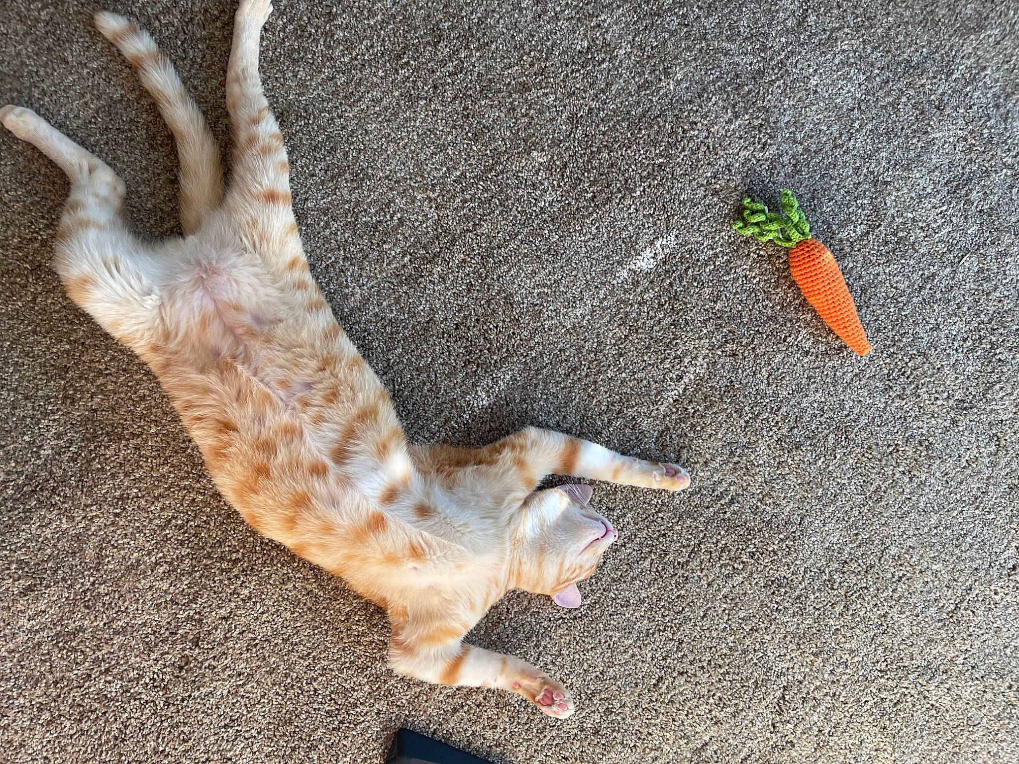 Rusty And Dusty joined the competition — help win amazing prizes! asphalt, barefoot, carnivore, companion_dog, dog_breed, fawn, felidae, foot, grass, human_leg, leg, paw, plant, road_surface, small_to_medium_sized_cats, soil, tail, terrestrial_animal, tree, wood