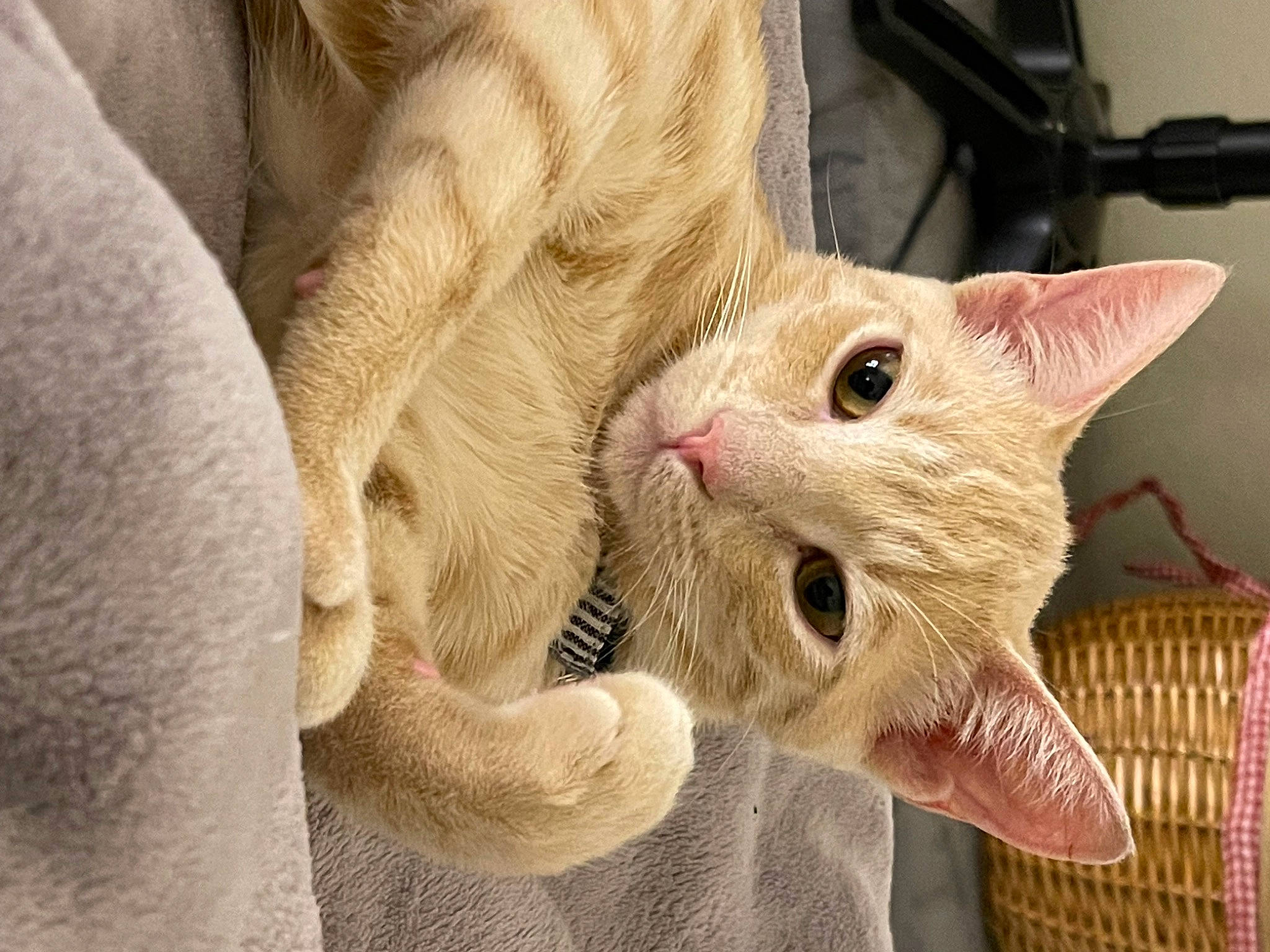 Rusty And Dusty is registered to the contest to win money with this photo: carnivore, cat, claw, comfort, domestic_short_haired_cat, ear, eyelash, fang, fawn, felidae, fur, gesture, nail, paw, small_to_medium_sized_cats, snout, whiskers