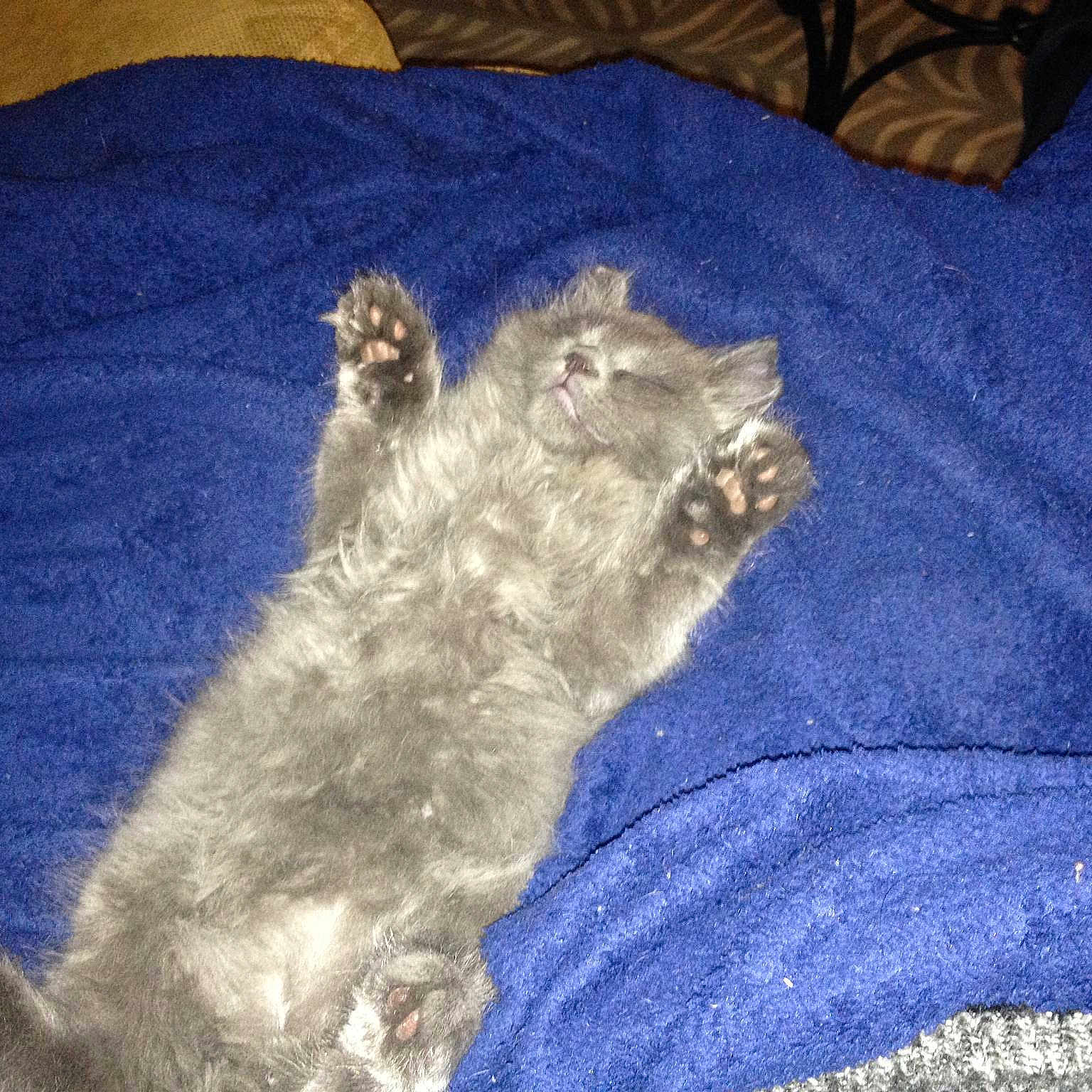 Kato joined the competition — help win amazing prizes!