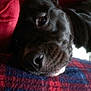 Jazz a rejoint le concours — aidez-le/la à gagner de superbes lots ! cane_corso, carnivoran, dog, dog_breed, dog_breed_group, dog_like_mammal, labrador_retriever, nose, puppy, snout, spaniel, sporting_group, whiskers