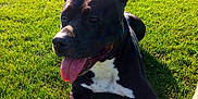 Jazz a rejoint le concours — aidez-le/la à gagner de superbes lots ! american_pit_bull_terrier, american_staffordshire_terrier, carnivoran, dog, dog_breed, dog_like_mammal, grass, snout, staffordshire_bull_terrier, tree