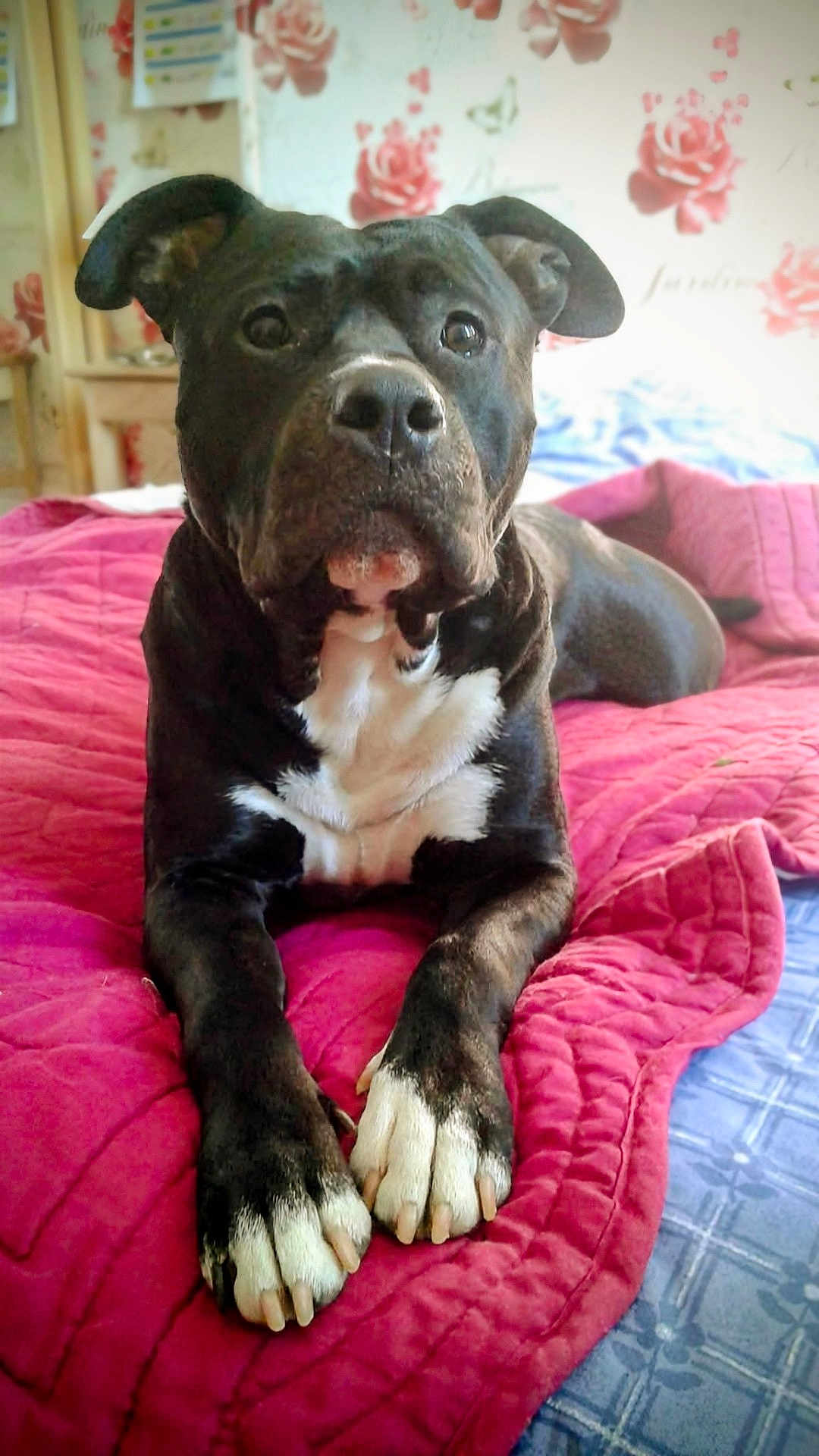 Jazz participe au concours pour gagner de l'argent avec cette photo : dog, black_dog, white_paws, lying_down, bed, quilt, red_quilt, indoor, pet, animal, canine, ears, face, paw, fur, looking, attentive, home, floor, comfort