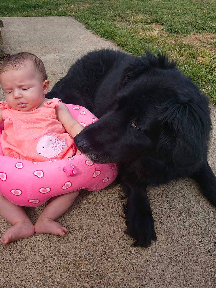 Alize joined the competition — help win amazing prizes! canidae, carnivore, child, companion_dog, dog, dog_breed, flat_coated_retriever, newfoundland, person, sporting_group, toddler