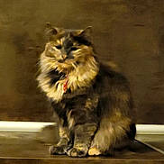 Plume a rejoint le concours — aidez-le/la à gagner de superbes lots ! animal, brown_wall, calm, cat, collar, cute, domestic_animal, ears, feline, feline_face, fluffy, fur, furry, indoor, paws, pet, portrait, sitting, tile_floor, whiskers