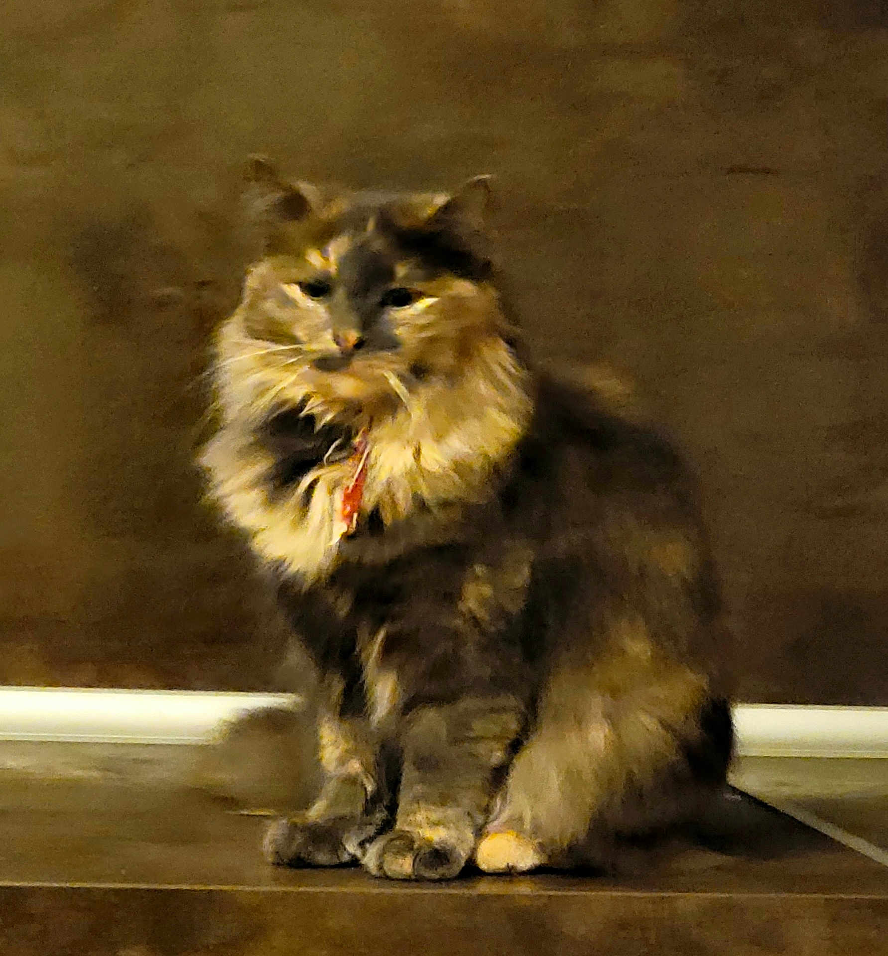 Plume a rejoint le concours — aidez-le/la à gagner de superbes lots ! animal, brown_wall, calm, cat, collar, cute, domestic_animal, ears, feline, feline_face, fluffy, fur, furry, indoor, paws, pet, portrait, sitting, tile_floor, whiskers