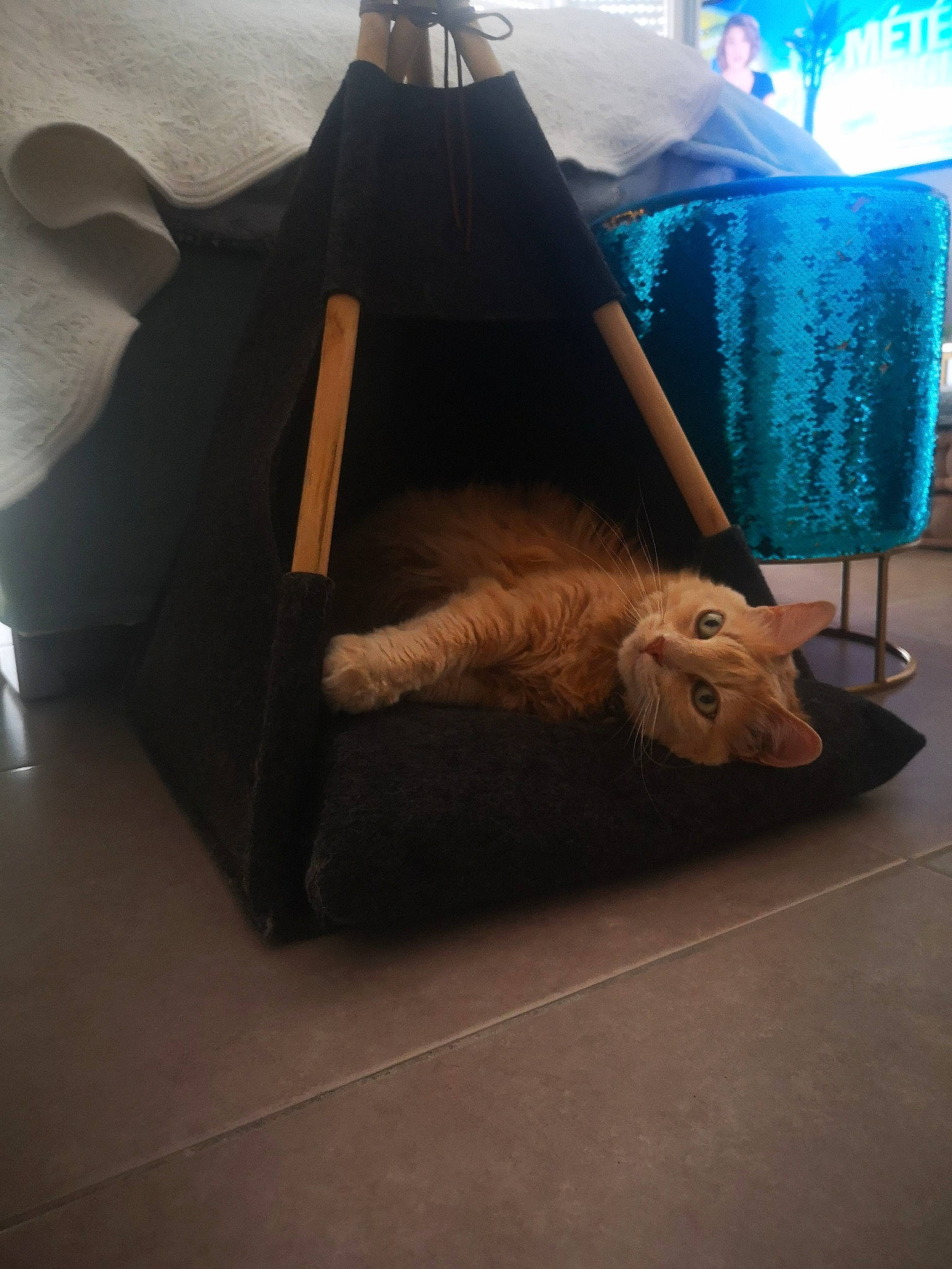 Canelle a rejoint le concours — aidez-le/la à gagner de superbes lots ! art, bag, bedding, carnivore, comfort, companion_dog, fashion_accessory, fawn, felidae, floor, flooring, fur, hardwood, lamp, linens, small_to_medium_sized_cats, tints_and_shades, toy, whiskers, wood