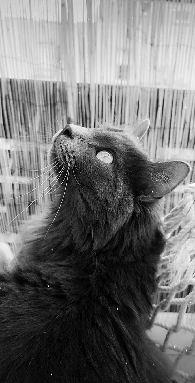 Papouille a rejoint le concours — aidez-le/la à gagner de superbes lots ! black_and_white, black_cat, carnivore, cat, domestic_short_haired_cat, felidae, fur, grey, hair, mammal, monochrome, monochrome_photography, small_to_medium_sized_cats, snout, style, terrestrial_animal, vertebrate, whiskers, wildlife, window
