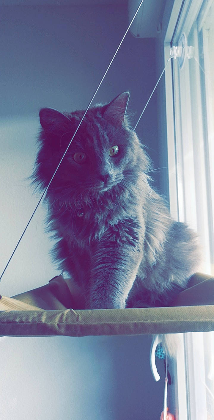 Papouille participe au concours pour gagner de l'argent avec cette photo : black_cat, blue, carnivore, cat, curtain, domestic_short_haired_cat, electric_blue, felidae, fur, glass, maine_coon, rectangle, sky, small_to_medium_sized_cats, snout, sunlight, tail, tints_and_shades, whiskers, window