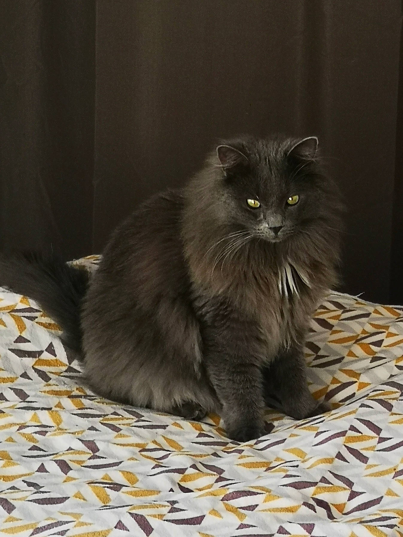 Papouille participe au concours pour gagner de l'argent avec cette photo : british_longhair, carnivore, cat, claw, domestic_short_haired_cat, felidae, flooring, fur, grey, paw, sitting, small_to_medium_sized_cats, snout, tail, terrestrial_animal, whiskers, wood