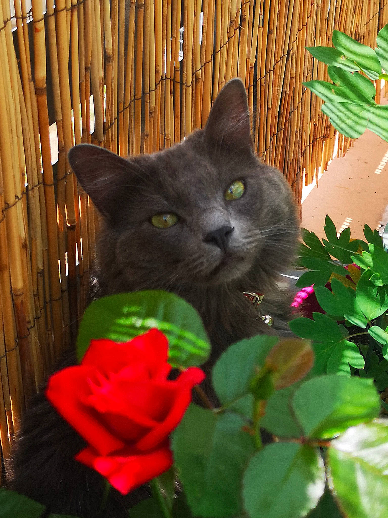 Papouille a rejoint le concours — aidez-le/la à gagner de superbes lots ! annual_plant, black_cat, carnivore, cat, domestic_short_haired_cat, felidae, flower, grass, green, groundcover, mammal, petal, plant, small_to_medium_sized_cats, snout, tail, tree, vertebrate, whiskers, wood