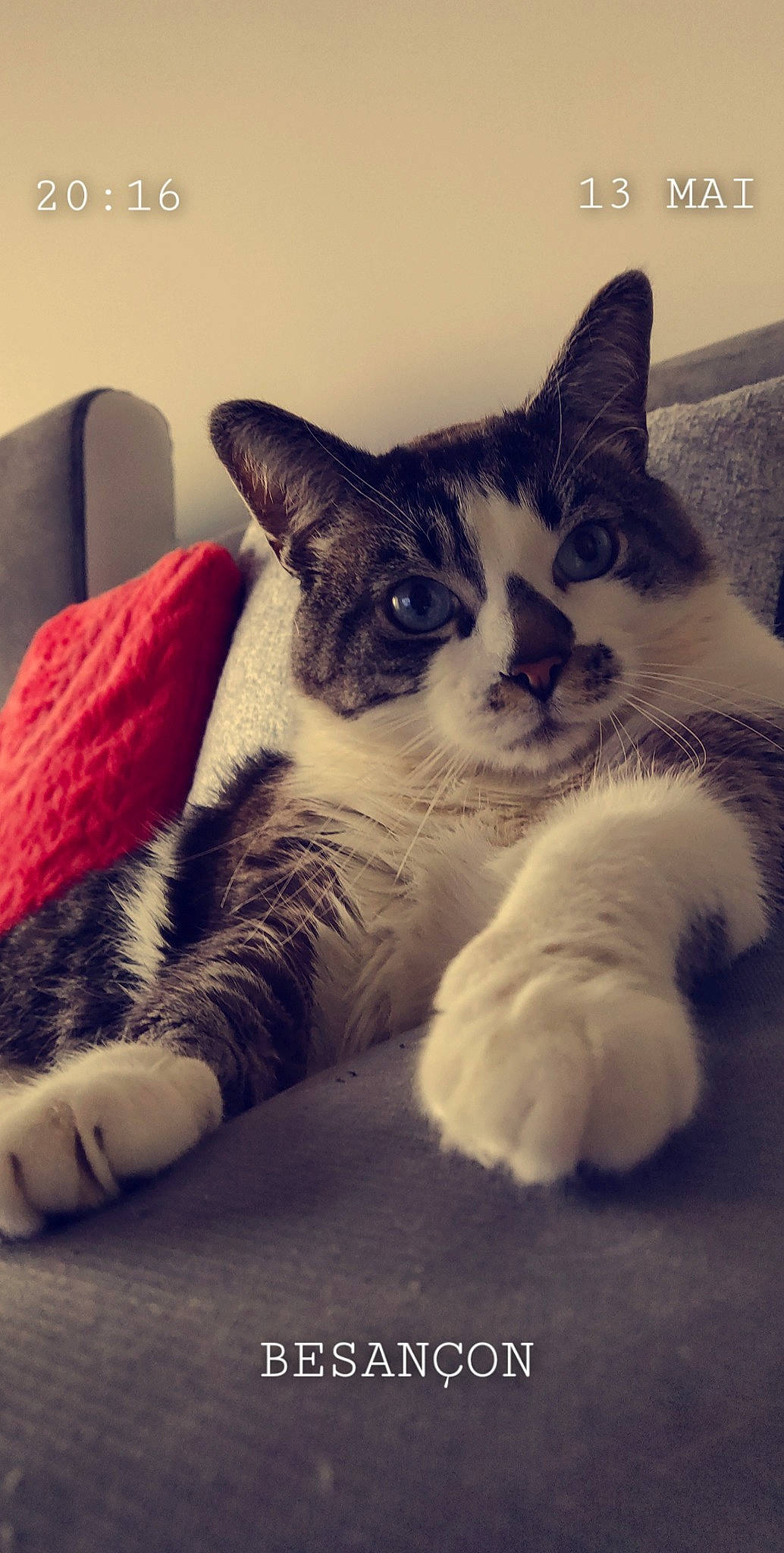 Minola participe au concours pour gagner de l'argent avec cette photo : carnivore, cat, claw, comfort, couch, domestic_short_haired_cat, felidae, foot, fur, meteorological_phenomenon, monochrome_photography, nap, paw, photo_caption, sitting, small_to_medium_sized_cats, snout, square, tail, whiskers