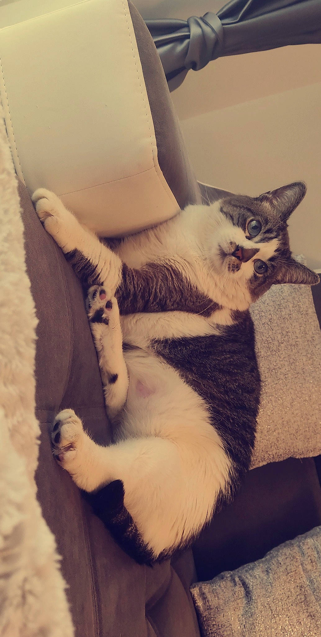 Minola participe au concours pour gagner de l'argent avec cette photo : arm, art, carnivore, cat, chair, comfort, companion_dog, couch, eye, fawn, felidae, human_leg, leg, small_to_medium_sized_cats, snout, tail, thigh, trunk, whiskers, window