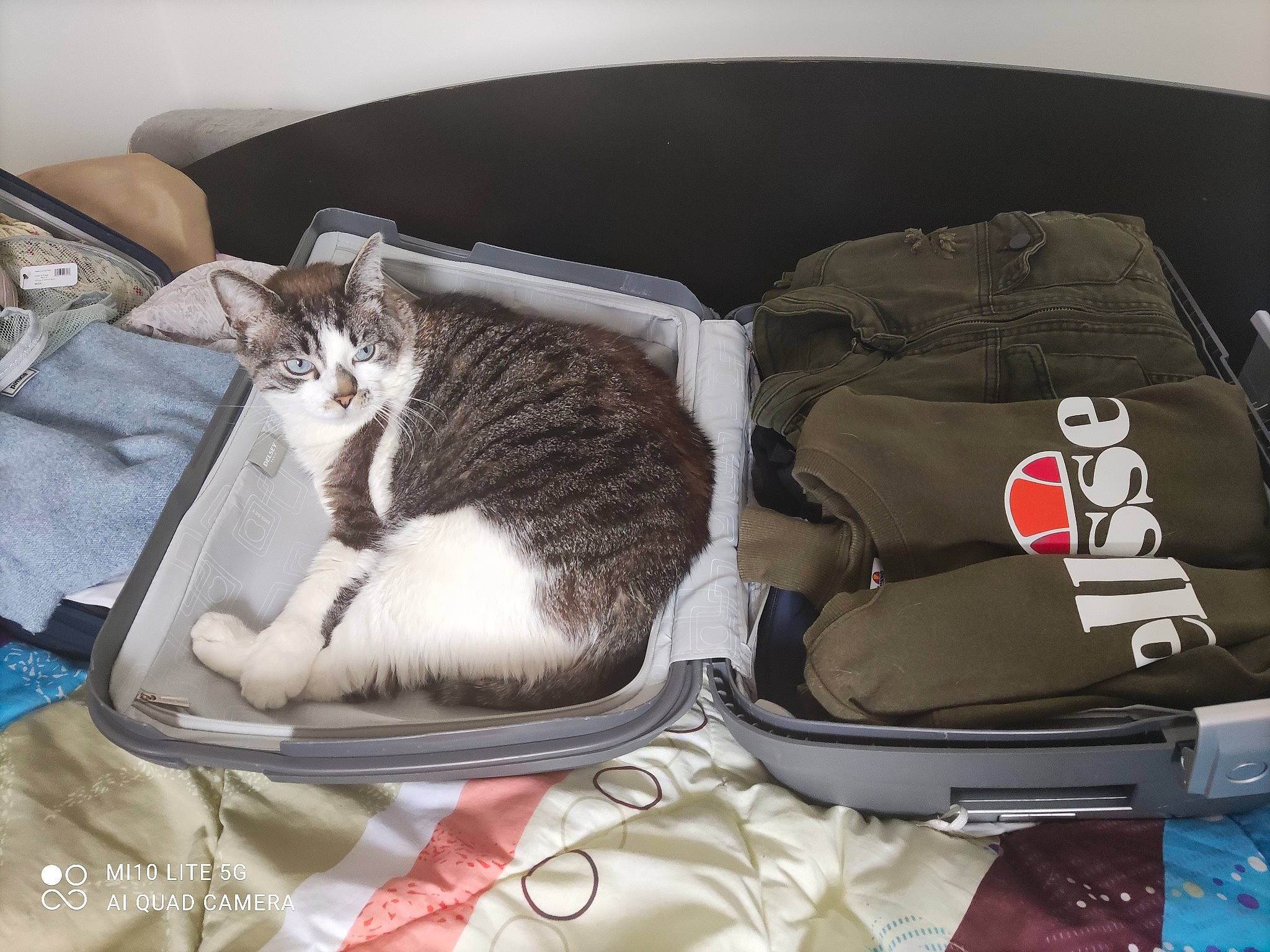 Minola a rejoint le concours — aidez-le/la à gagner de superbes lots ! backpack, bag, baggage, carnivore, cat, comfort, domestic_short_haired_cat, felidae, fur, grey, linens, luggage_and_bags, metal, nap, room, sleep, small_to_medium_sized_cats, tail, vertebrate, whiskers