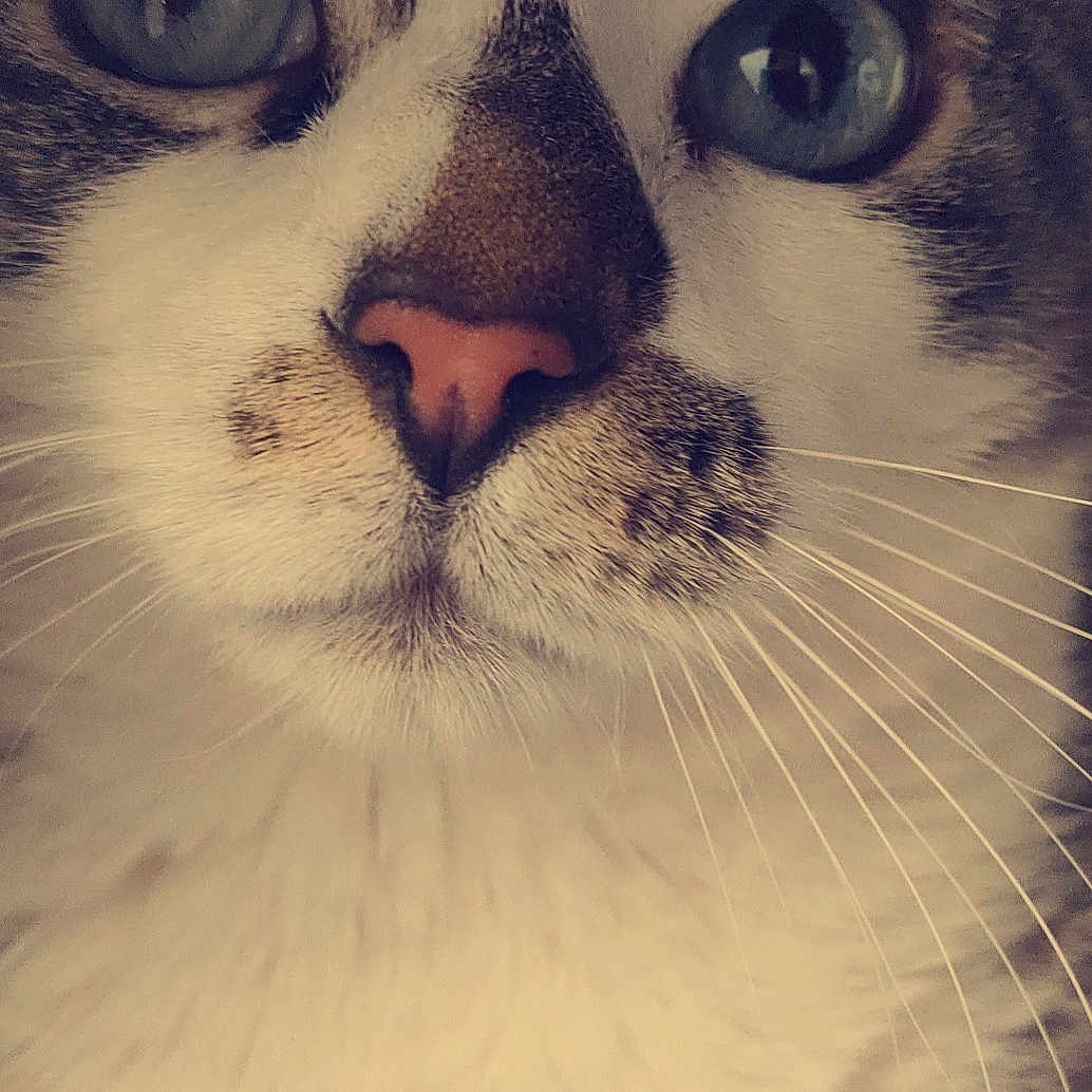 Minola