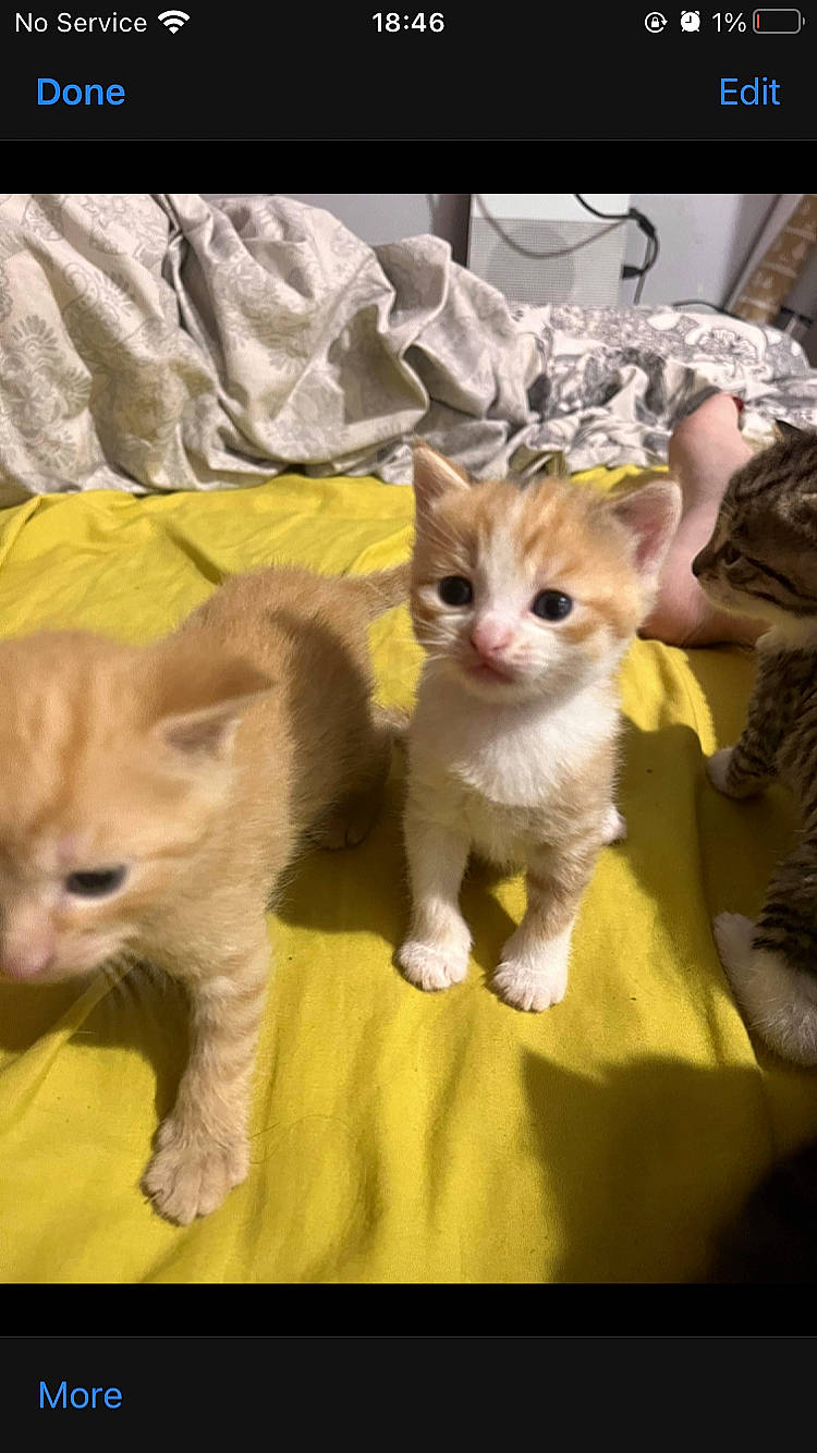 Florence joined the competition — help win amazing prizes! carnivore, cat, claw, comfort, companion_dog, couch, domestic_short_haired_cat, fawn, felidae, fur, gesture, paw, photo_caption, puzzle, sitting, small_to_medium_sized_cats, tail, vertebrate, whiskers