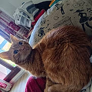 Chatchat participe au concours pour gagner de l'argent avec cette photo : cat, orange_cat, feline, pet, indoor, blanket, curled_up, cozy, fur, whiskers, window, natural_light, curtains, floor, home, animal, cute, looking, relaxed, domestic