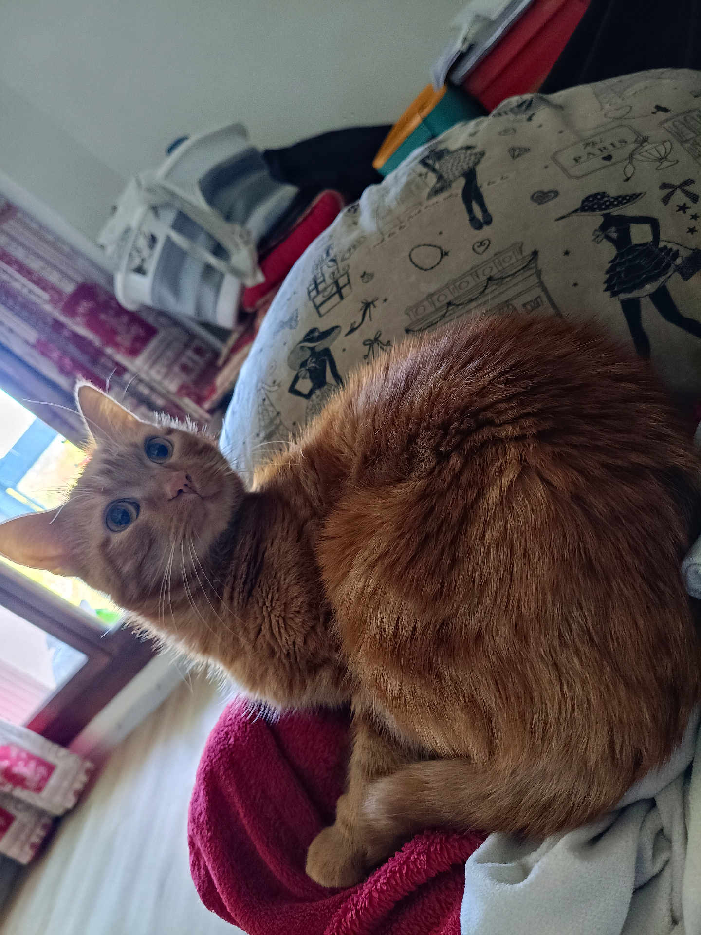 Chatchat participe au concours pour gagner de l'argent avec cette photo : cat, orange_cat, feline, pet, indoor, blanket, curled_up, cozy, fur, whiskers, window, natural_light, curtains, floor, home, animal, cute, looking, relaxed, domestic