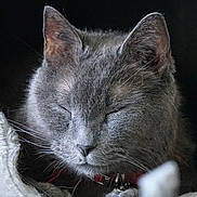 Mickey a rejoint le concours — aidez-le/la à gagner de superbes lots ! cat, gray_cat, sleeping, close_up, whiskers, fur, pet, animal, domestic_cat, collar, face, ears, resting, peaceful, cute, feline, portrait, indoor, soft, relaxed