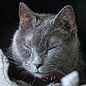 cat, gray_cat, sleeping, close_up, whiskers, fur, pet, animal, domestic_cat, collar, face, ears, resting, peaceful, cute, feline, portrait, indoor, soft, relaxed