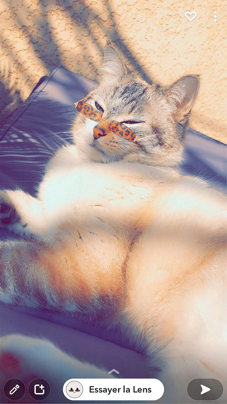 Ti-moon a rejoint le concours — aidez-le/la à gagner de superbes lots ! art, carnivore, cat, domestic_short_haired_cat, fawn, felidae, freezing, fur, grass, paw, sitting, sky, small_to_medium_sized_cats, snout, tail, terrestrial_animal, tree, whiskers, winter, wood