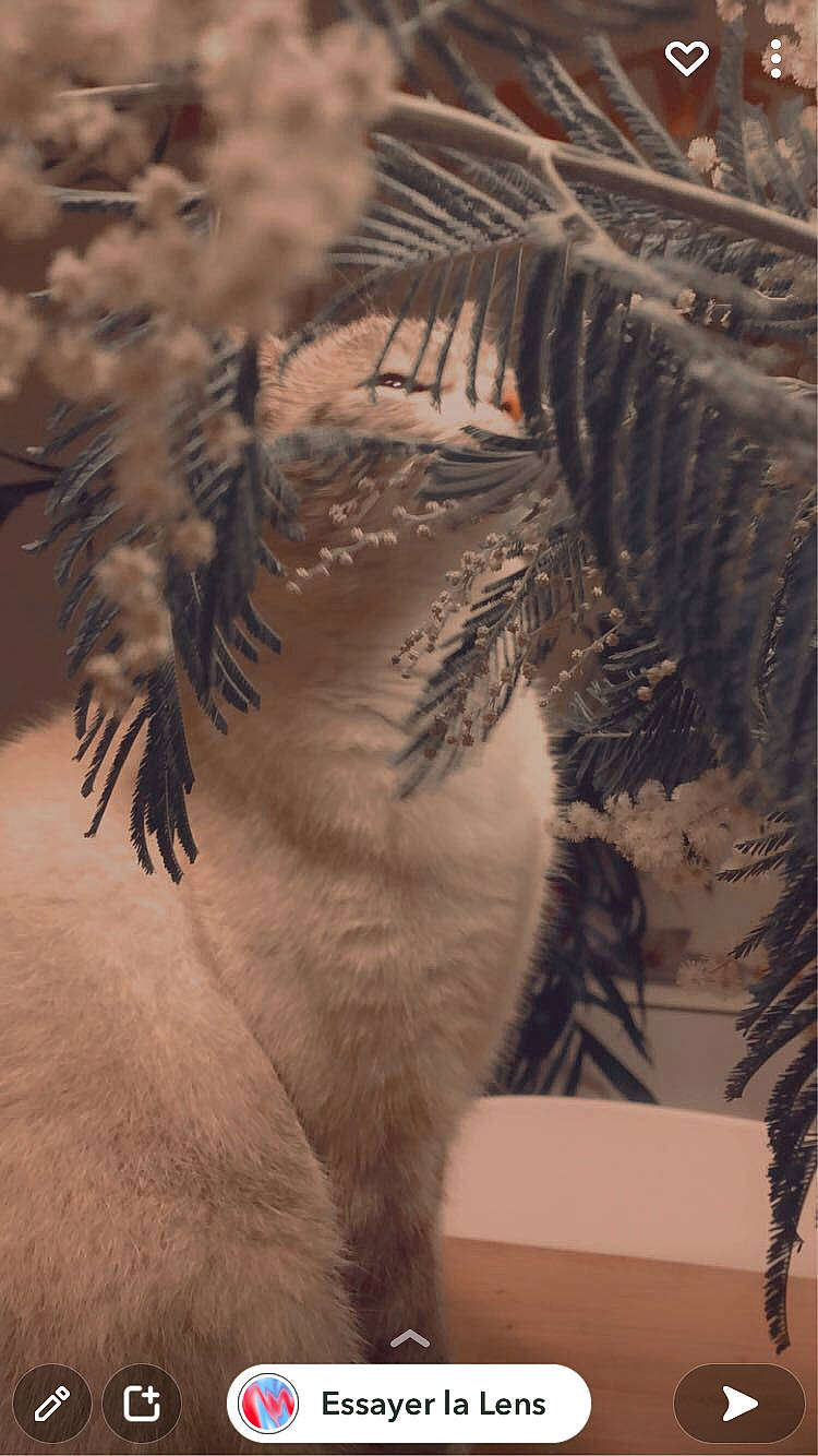 Ti-moon a rejoint le concours — aidez-le/la à gagner de superbes lots ! arecales, conifer, event, evergreen, feather, felidae, freezing, fur, grass, organism, plant, snow, tail, tree, twig, whiskers, wildlife, wing, winter, wood