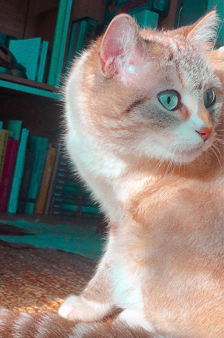 Ti-moon a rejoint le concours — aidez-le/la à gagner de superbes lots ! bookcase, carnivore, cat, domestic_short_haired_cat, eye, fawn, felidae, fur, head, iris, publication, shelf, small_to_medium_sized_cats, snout, tail, whiskers, window