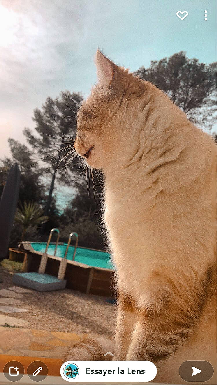 Ti-moon participe au concours pour gagner de l'argent avec cette photo : carnivore, cat, claw, cloud, domestic_short_haired_cat, fawn, felidae, fur, grass, paw, plant, sky, small_to_medium_sized_cats, snout, tail, tree, trunk, whiskers, window, wood