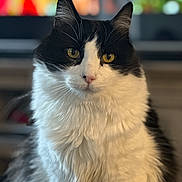 Scooter is registered to the contest to win money with this photo: cat, black_and_white, feline, pet, animal, portrait, close_up, indoor, whiskers, fur, eyes, cute, domestic, mammal, sitting, fluffy, face, focused, calm, background_blur