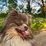 Ohana participe au concours pour gagner de l'argent avec cette photo : dog, fluffy, tongue_out, happy, outdoor, nature, trees, blue_sky, sunny, pet, close_up, portrait, animal, canine, fur, smiling, daylight, greenery, blurred_background, cute