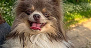 Ohana a rejoint le concours — aidez-le/la à gagner de superbes lots ! dog, fluffy, tongue_out, smiling, outdoor, greenery, nature, sunny, happy, pet, canine, fur, cute, closeup, animal, portrait, daylight, forest, path, playful