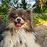 animal, canine, closeup, cute, daylight, dog, fluffy, forest, fur, greenery, happy, nature, outdoor, path, pet, playful, portrait, smiling, sunny, tongue_out
