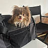 Ohana a rejoint le concours — aidez-le/la à gagner de superbes lots ! dog, pet_carrier, black_bag, table, indoor, fluffy_dog, tongue_out, happy, small_dog, chair, black_chair, cushion, cozy, pet, animal, furniture, home, cute, smiling, companion