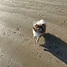 animal, beach, canine, daytime, dog, fluffy, footprints, fur, happy, nature, outdoor, pet, playful, sand, seaside, shadow, small_dog, sunlight, vacation, walking