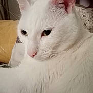 Bounty a rejoint le concours — aidez-le/la à gagner de superbes lots ! cat, white_cat, fluffy, fur, pink_nose, pink_ears, whiskers, green_eyes, animal, pet, portrait, closeup, indoors, bedding, resting, relaxed, sleepy, cute, feline, long_whiskers