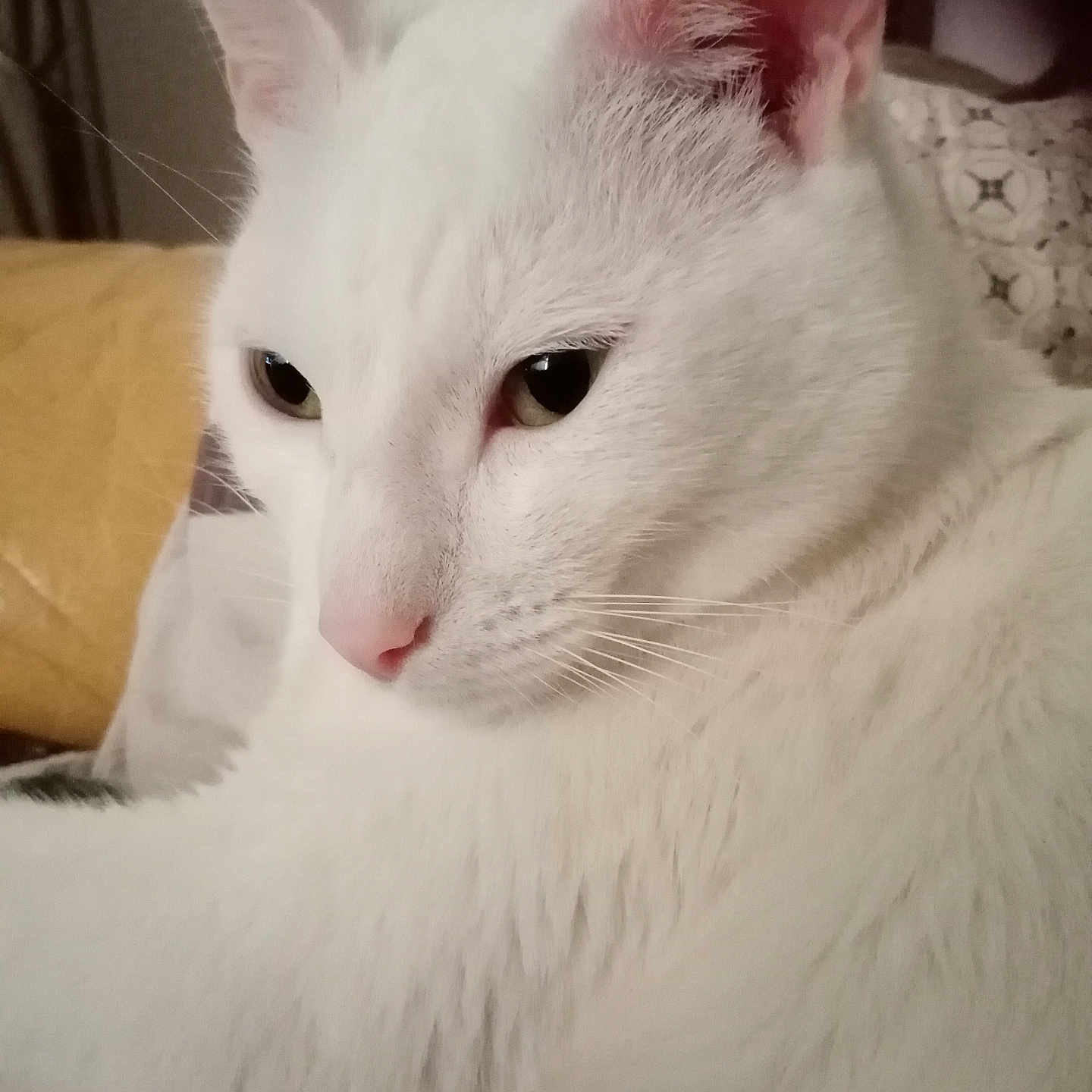 Bounty a rejoint le concours — aidez-le/la à gagner de superbes lots ! cat, white_cat, fluffy, fur, pink_nose, pink_ears, whiskers, green_eyes, animal, pet, portrait, closeup, indoors, bedding, resting, relaxed, sleepy, cute, feline, long_whiskers