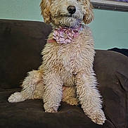 Bb Mackie joined the competition — help win amazing prizes! animal, brown, canine, collar, companion, couch, curious, cute, dog, domestic, fluffy, fur, furniture, home, indoor, pet, pink_flower, portrait, relaxed, sitting